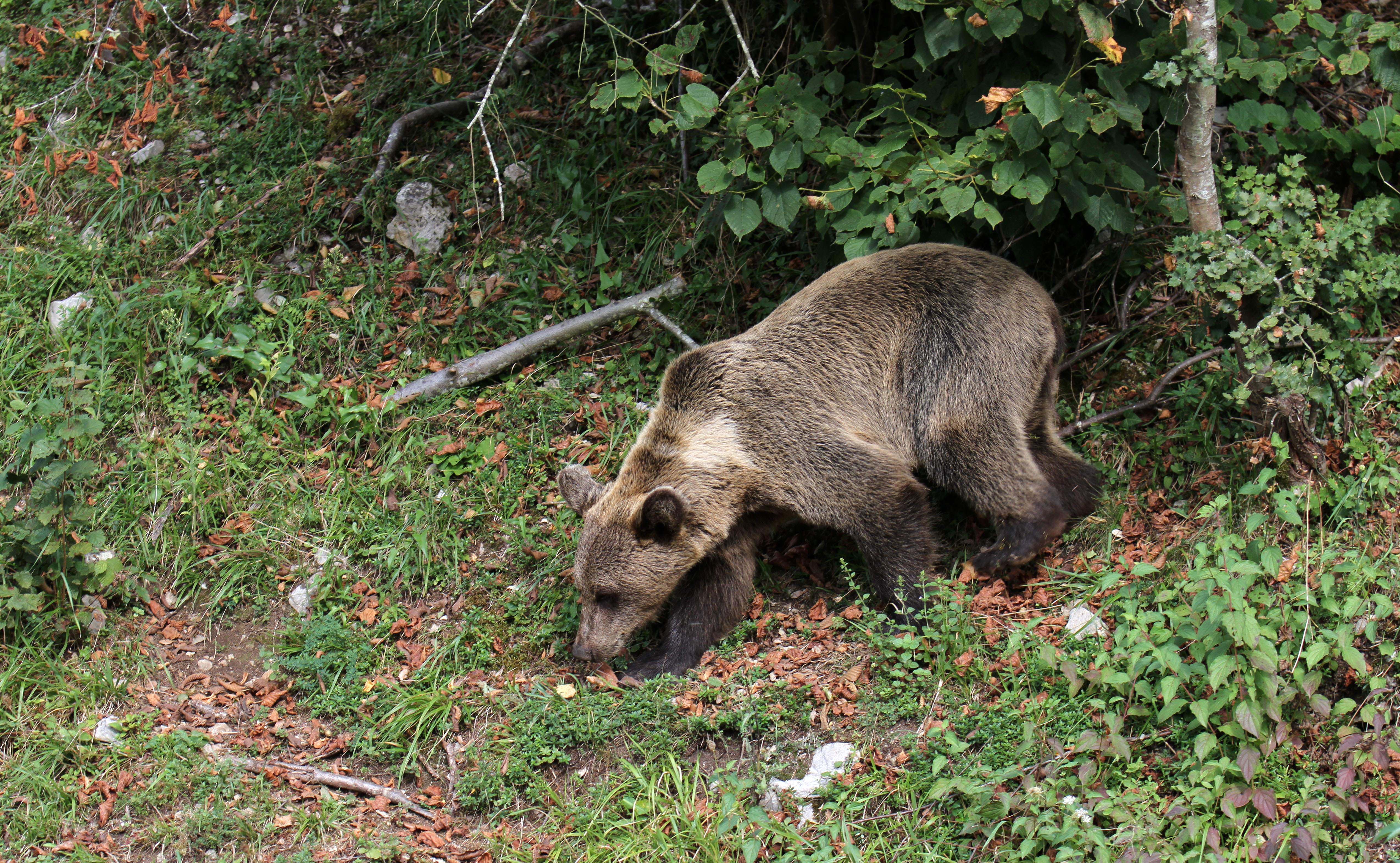 La FOA elaborará un vídeo sobre la evolución del oso pardo