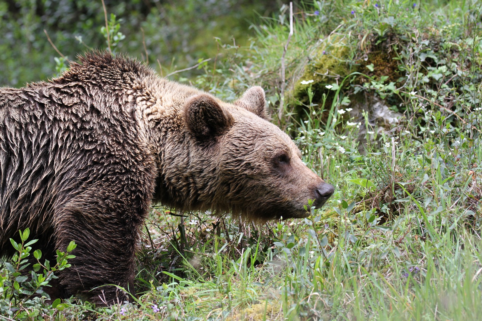 Se activa el protocolo para que Paca y Molina puedan convivir en el monte Fernanchín después del verano