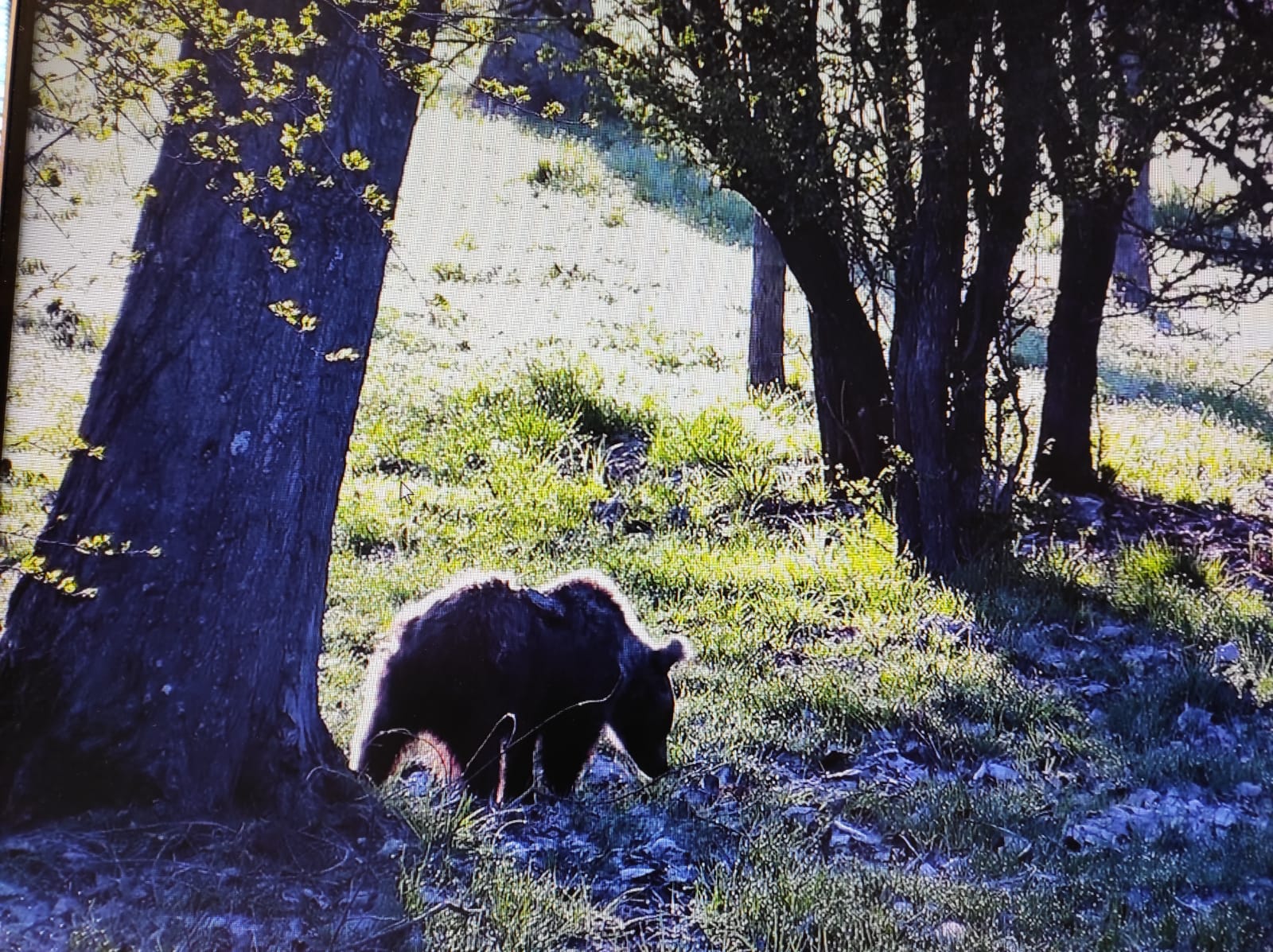 La osezna recogida en Somiedo a finales de agosto del año pasado, reintroducida en el Parque Natural de Redes