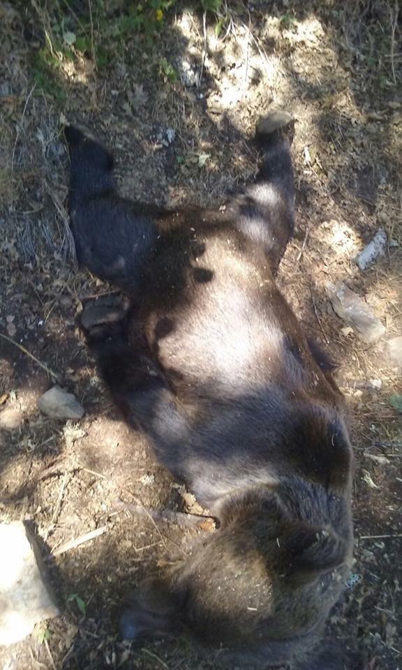Los resultados preliminares de la necropsia efectuada al oso hallado en Moal apuntan a muerte por disparo