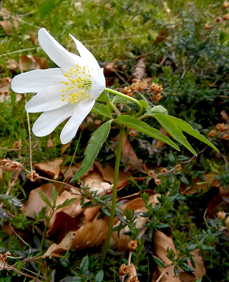 Anémona de bosque