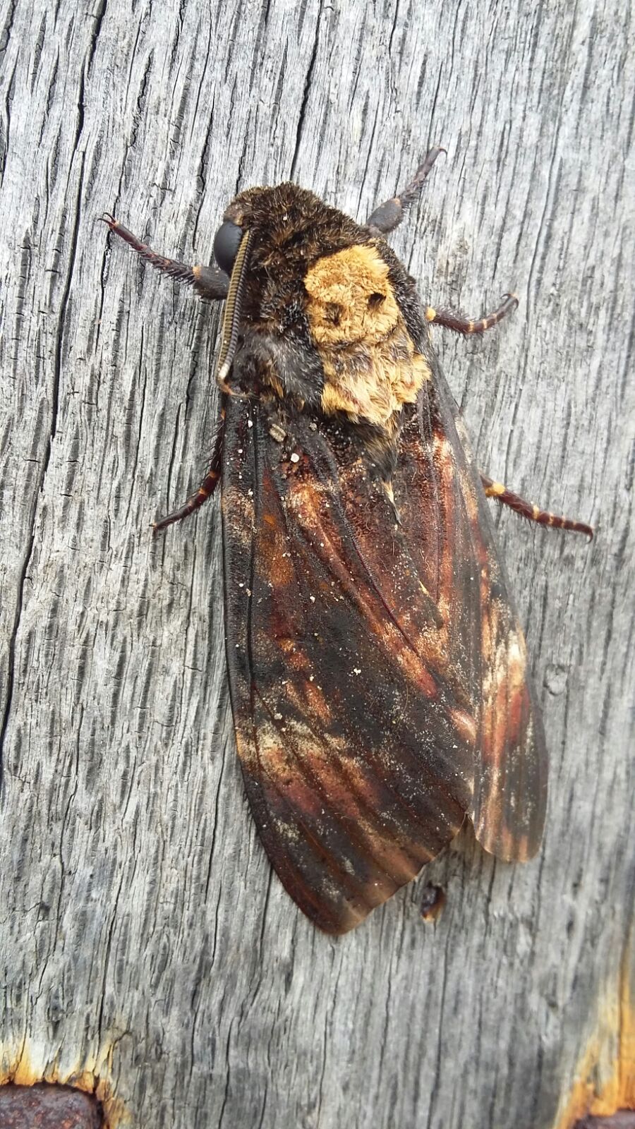 Acherontia atropos y 