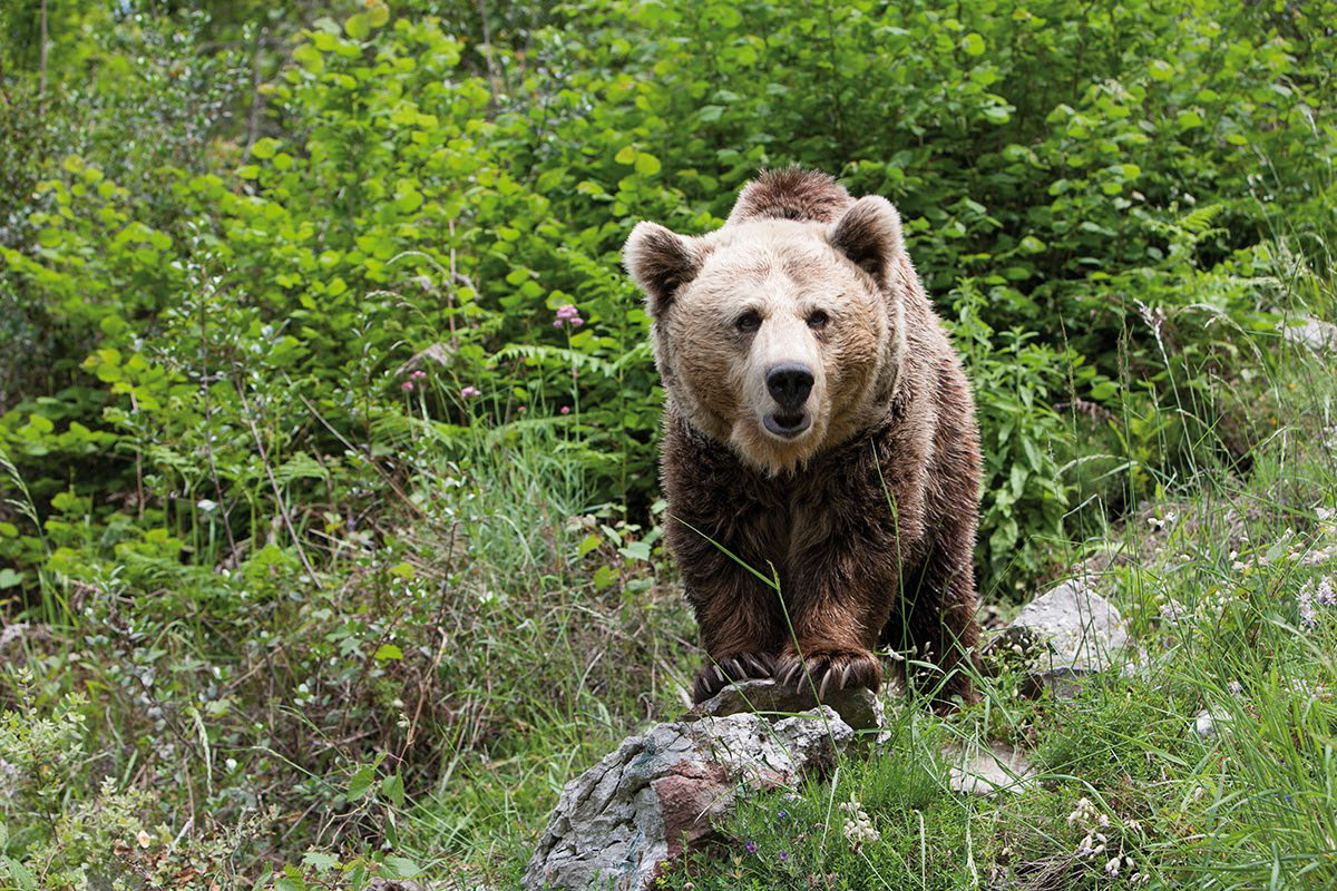 La Fundación Oso de Asturias pone marcha la actividad “Conoce nuestros osos”