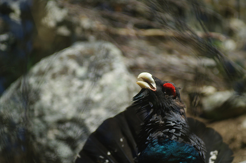 El Urogallo cantábrico en riesgo inminente de extinción