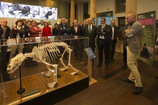 La exposición ‘Osos’ cierra sus tres semanas en Oviedo con casi 7.300 visitantes