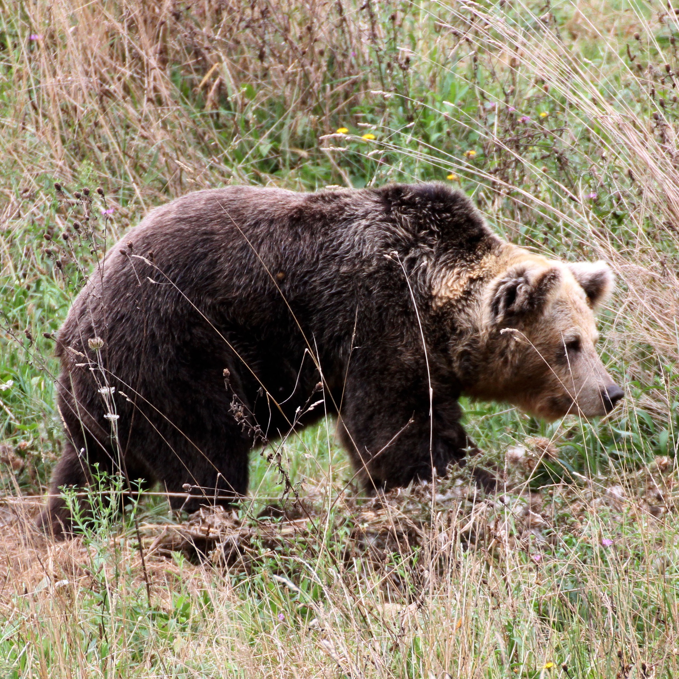 La FOA elaborará un vídeo sobre la evolución del oso pardo