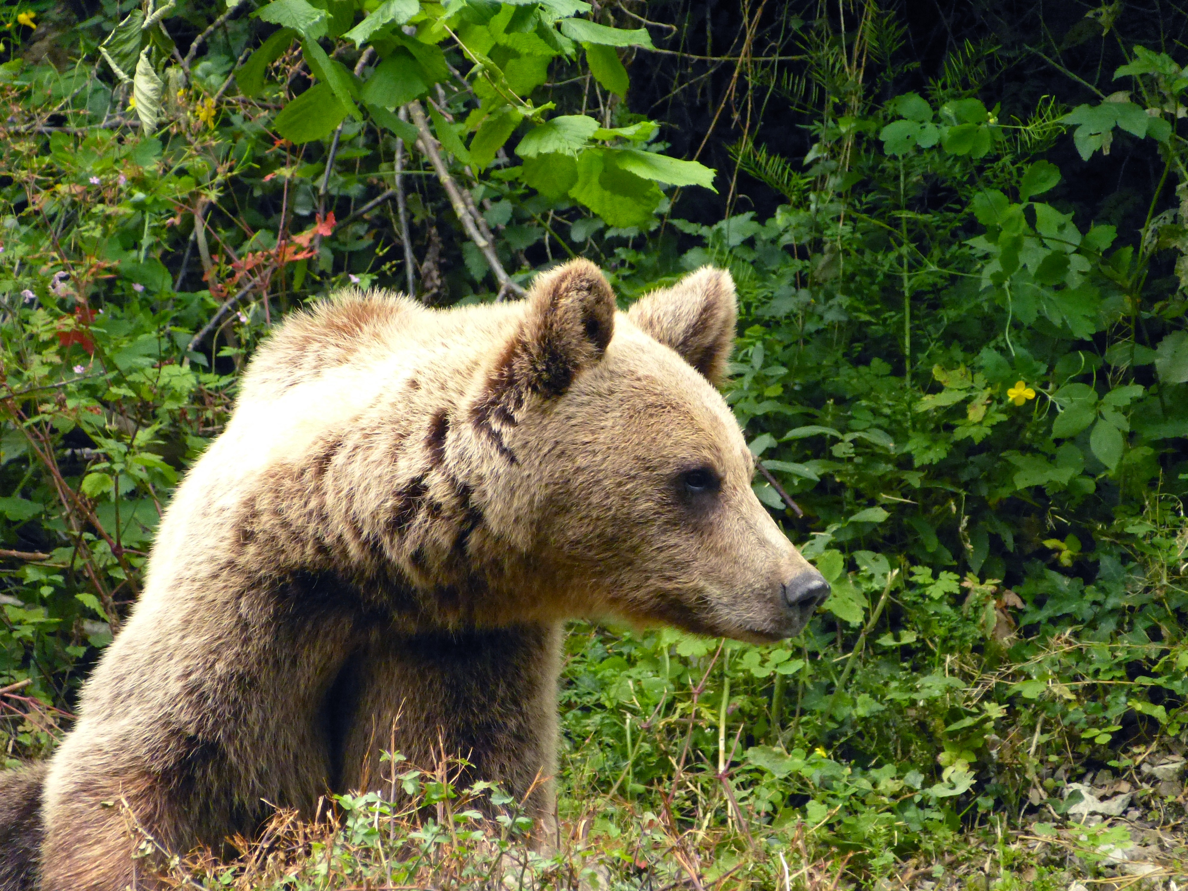 La FOA elaborará un vídeo sobre la evolución del oso pardo