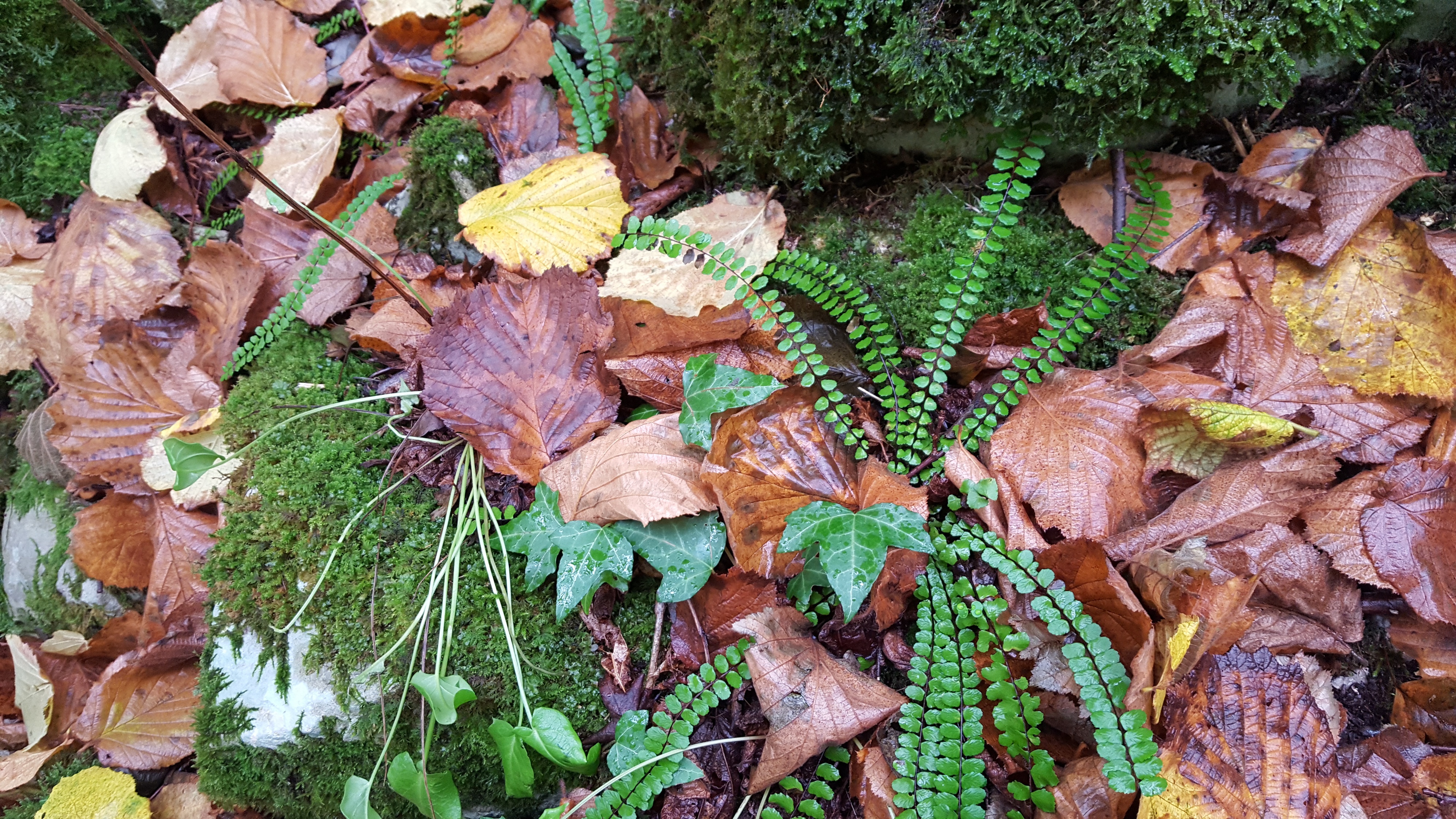 Imágenes de otoño