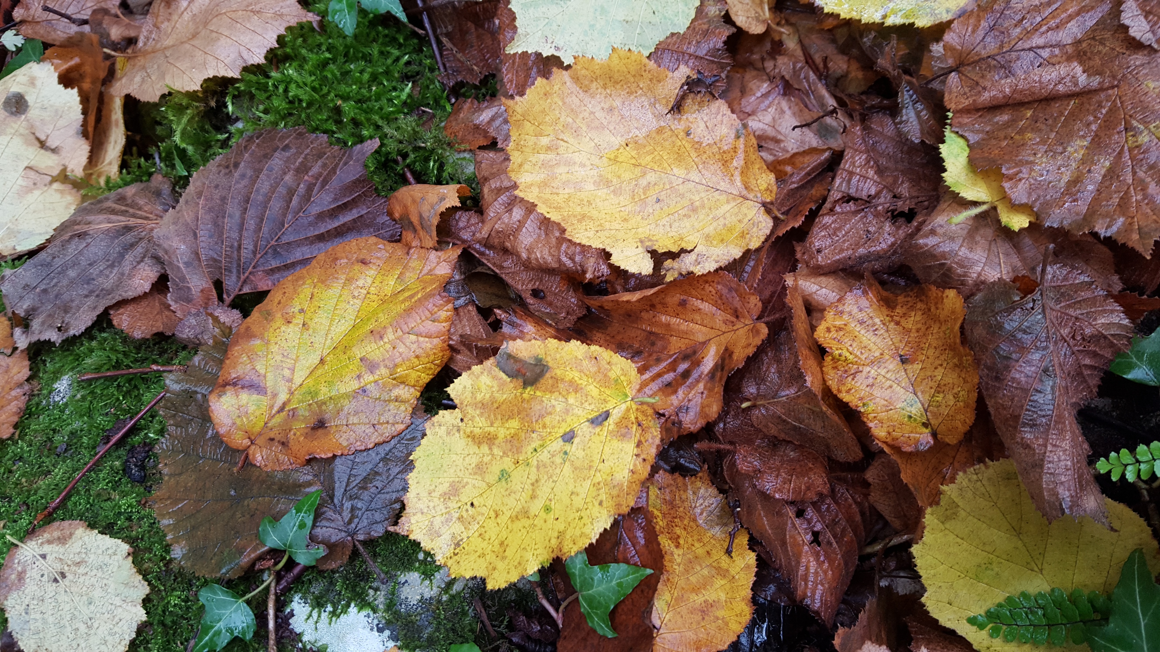 Imágenes de otoño