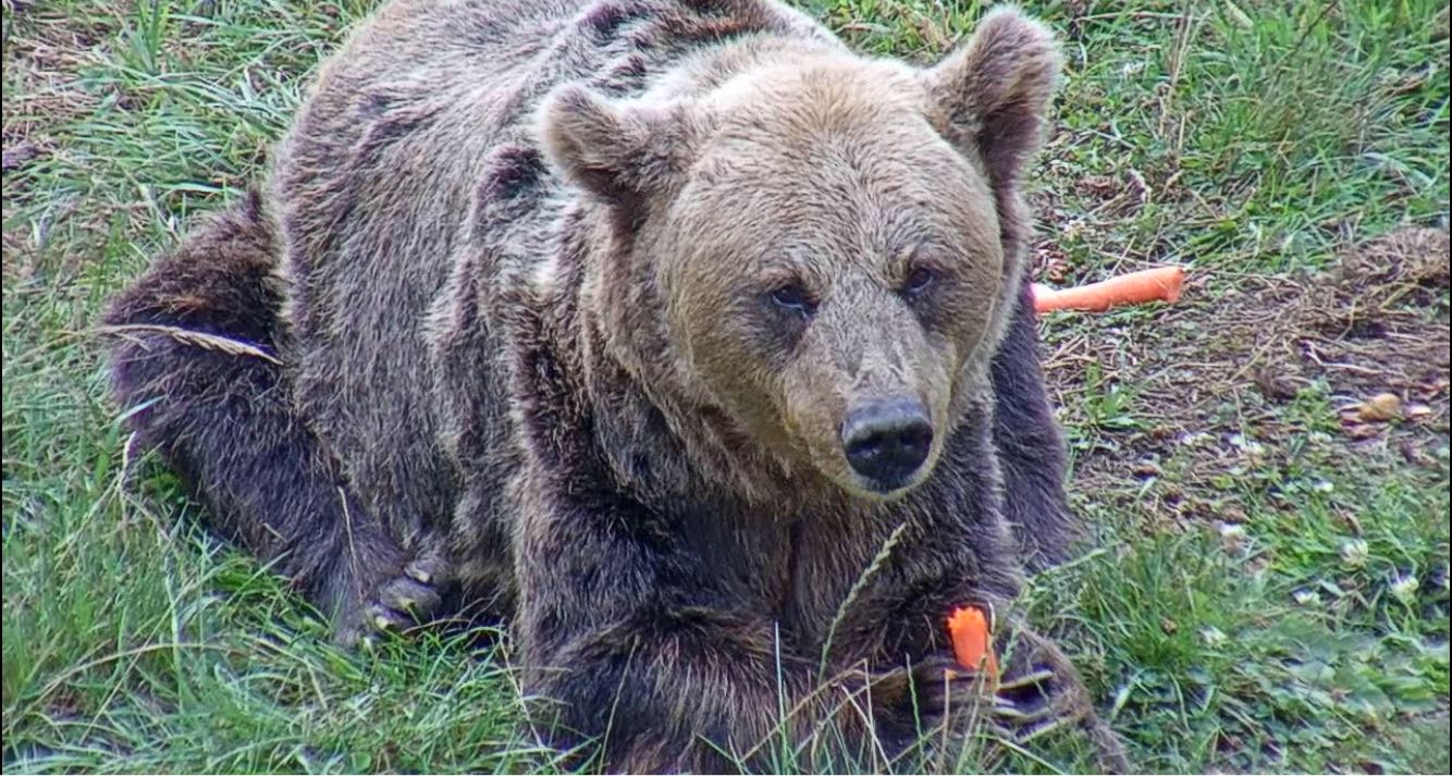 Muere la osa Tola,  uno de los iconos de la conservación de la especie