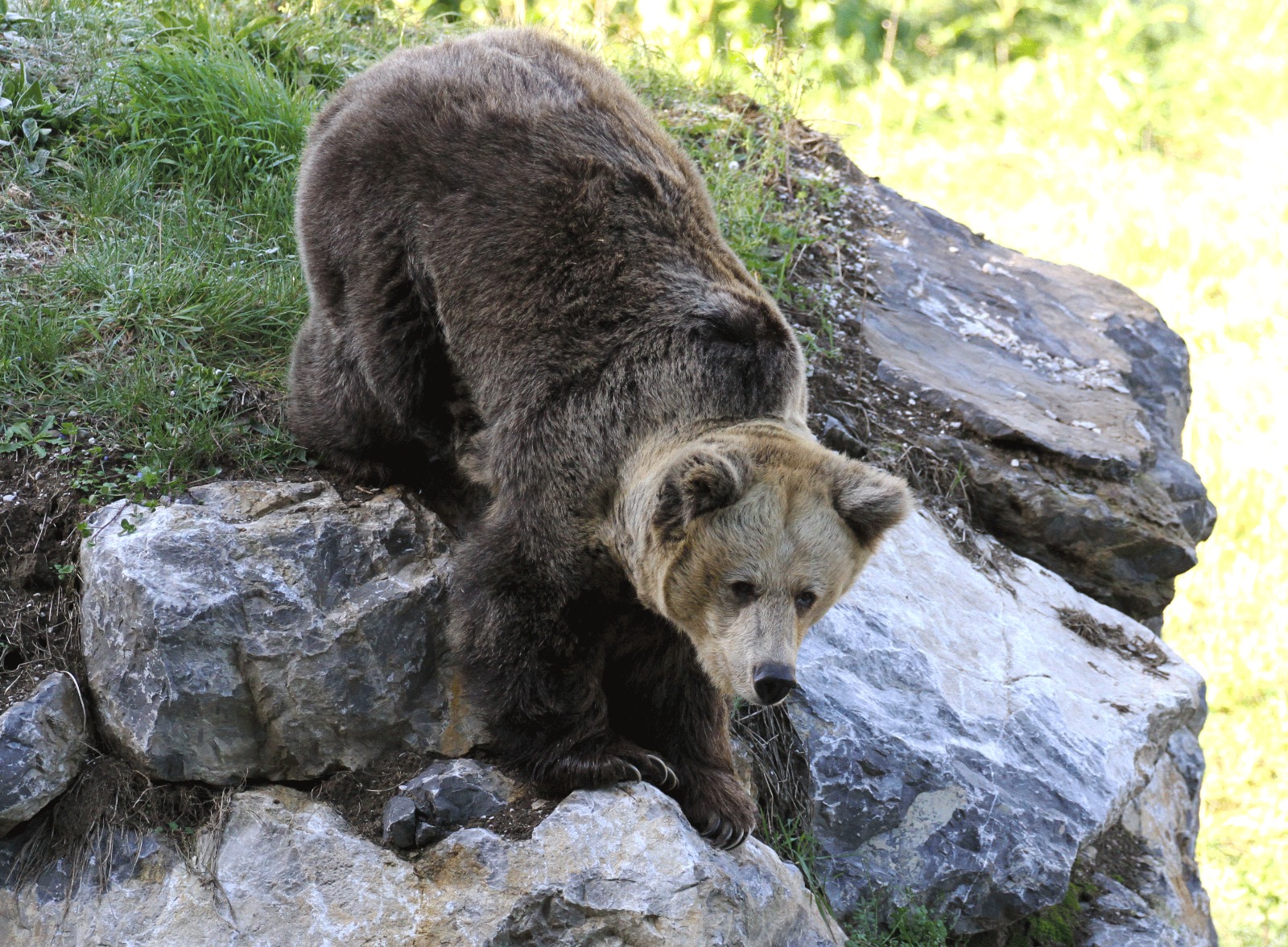 ¿Sabías qué… los osos mudan el pelo en verano para prepararse para el invierno?