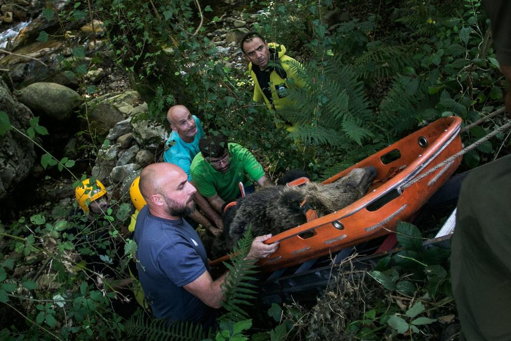 La FOA participó en el operativo de rescate de la osa que apareció herida en septiembre en Proaza