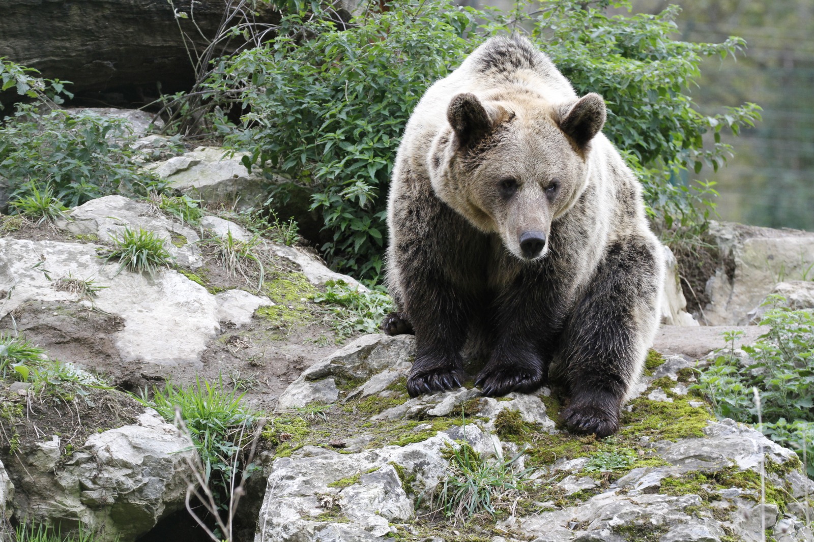 ¿Sabías por qué el oso es considerado una especie “paraguas”?