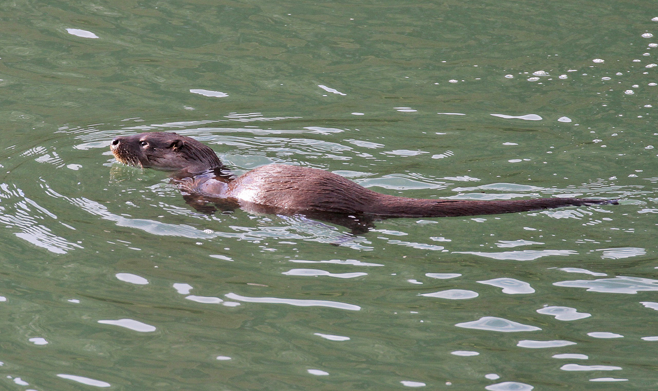 Nutria europea -  Lutra lutra, (Linnaeus , 1758)