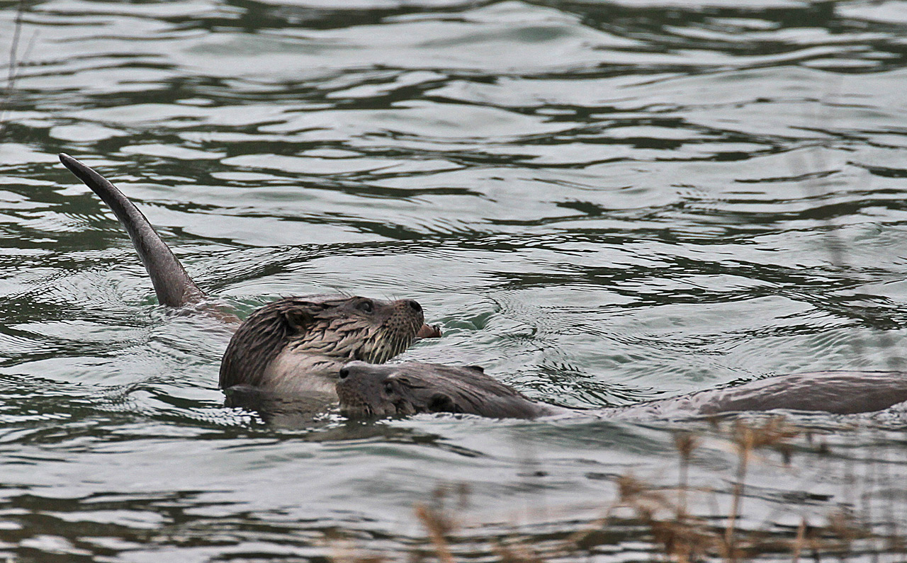 Nutria europea -  Lutra lutra, (Linnaeus , 1758)