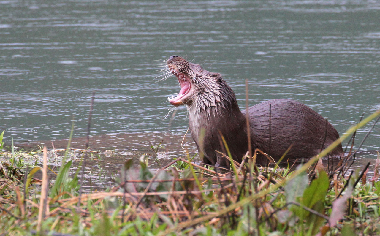 Nutria europea -  Lutra lutra, (Linnaeus , 1758)