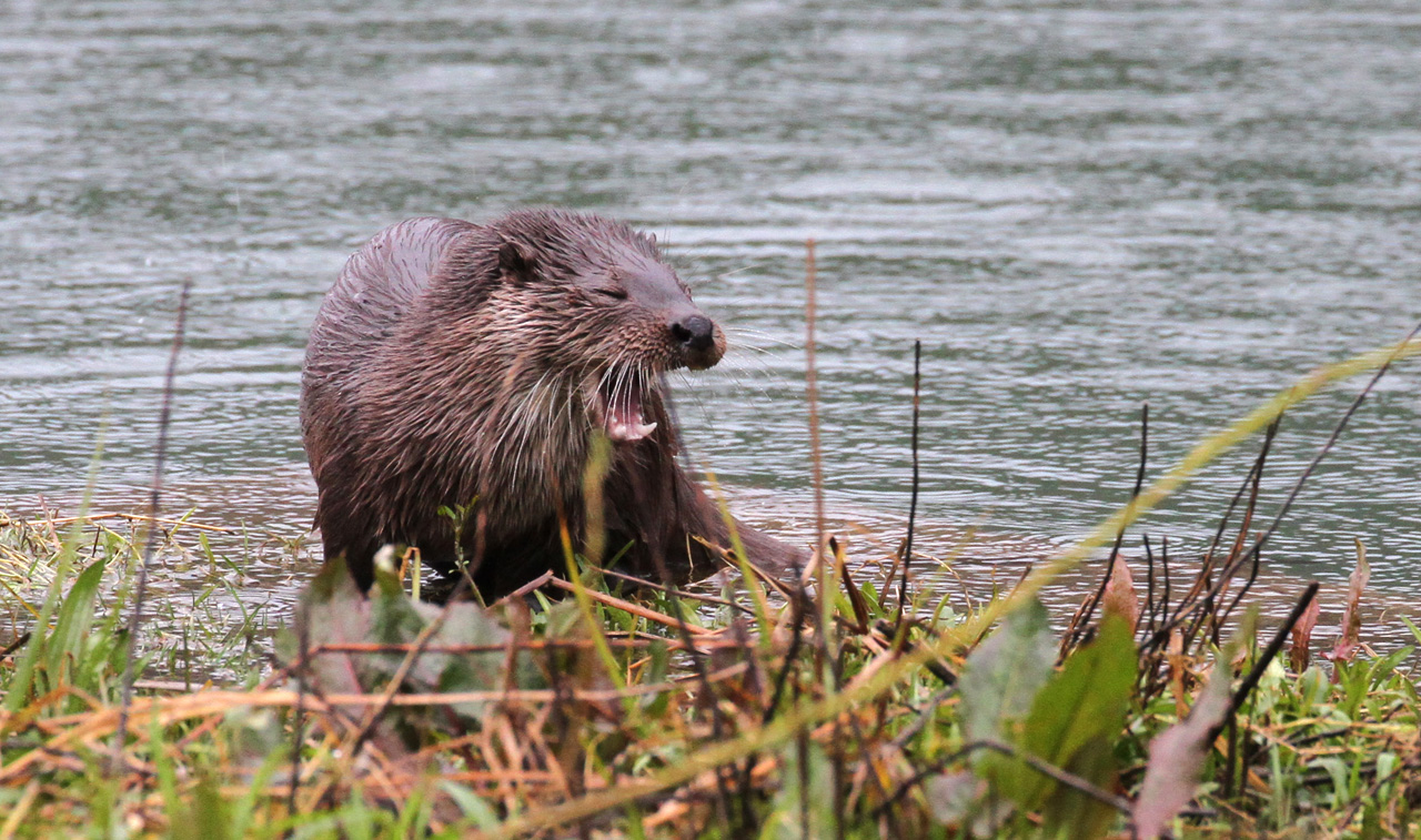 Nutria europea -  Lutra lutra, (Linnaeus , 1758)