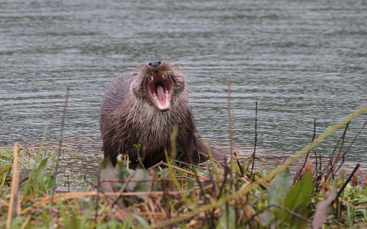 Nutria europea -  Lutra lutra, (Linnaeus , 1758)