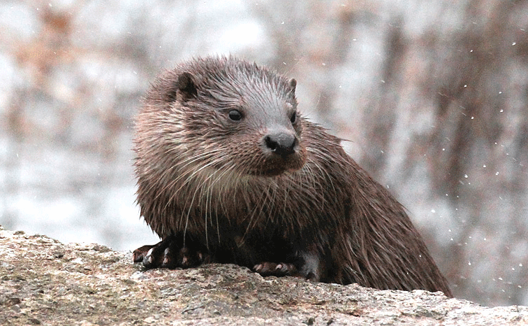 Nutria europea -  Lutra lutra, (Linnaeus , 1758)