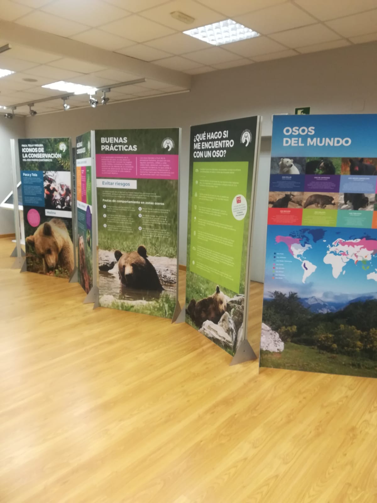 La exposición ‘Osos’ se traslada a Navia hasta el 11 de febrero