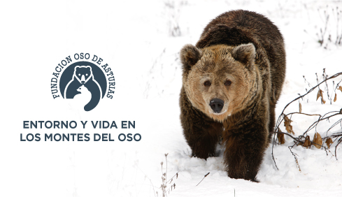 La FOA estrena un documental sobre el oso pardo y la biodiversidad que le rodea