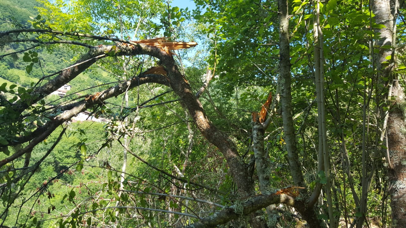 ¿Sabías que… también el bosque vive del oso?