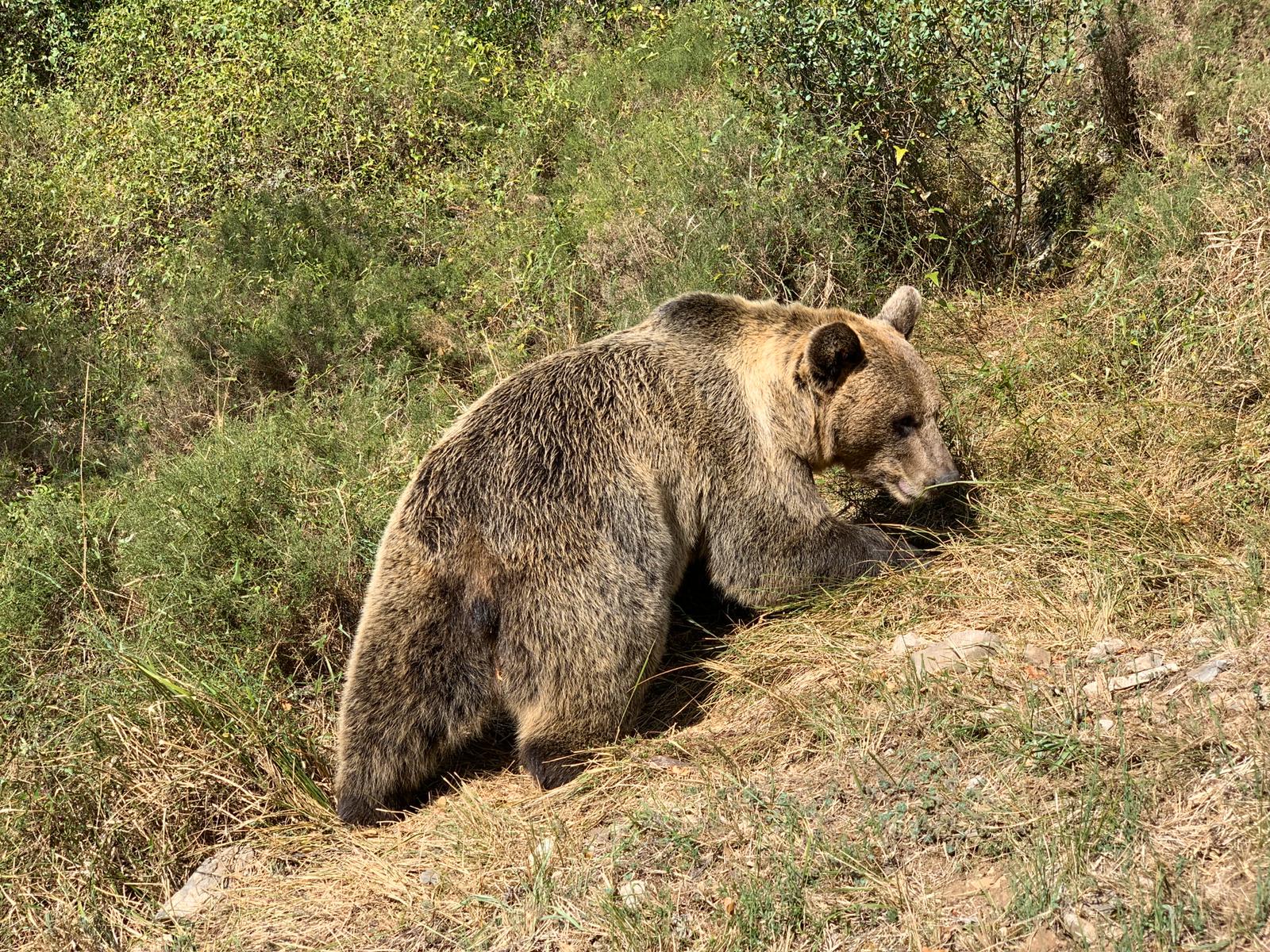 ¿Sabías que… la conservación del oso pardo también contribuye a frenar el cambio climático?