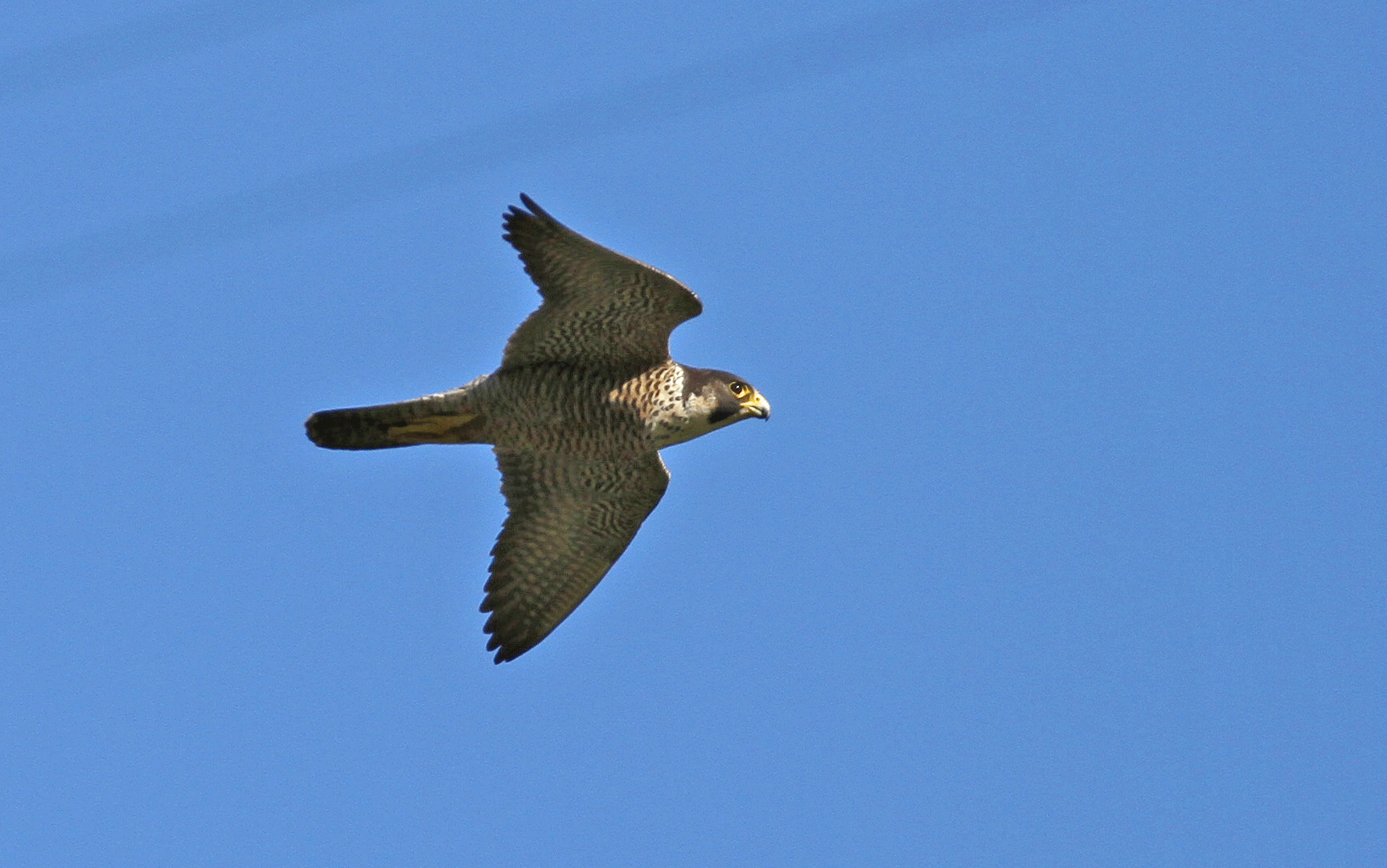 Halcón peregrino