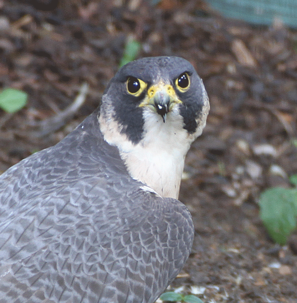 Halcón peregrino