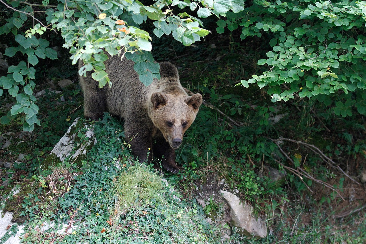 ¿Qué hacer ante la presencia de un oso?