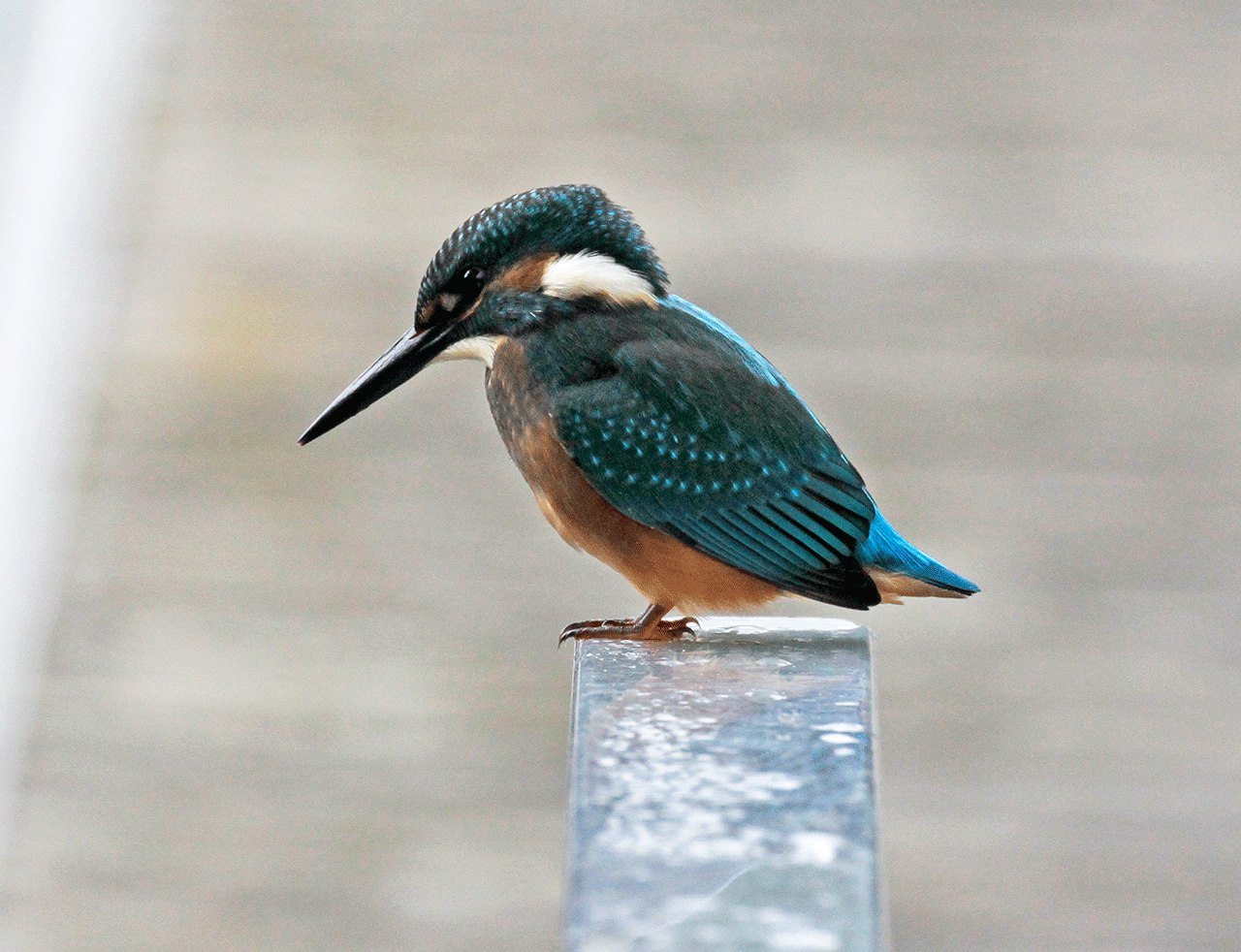 Martín pescador