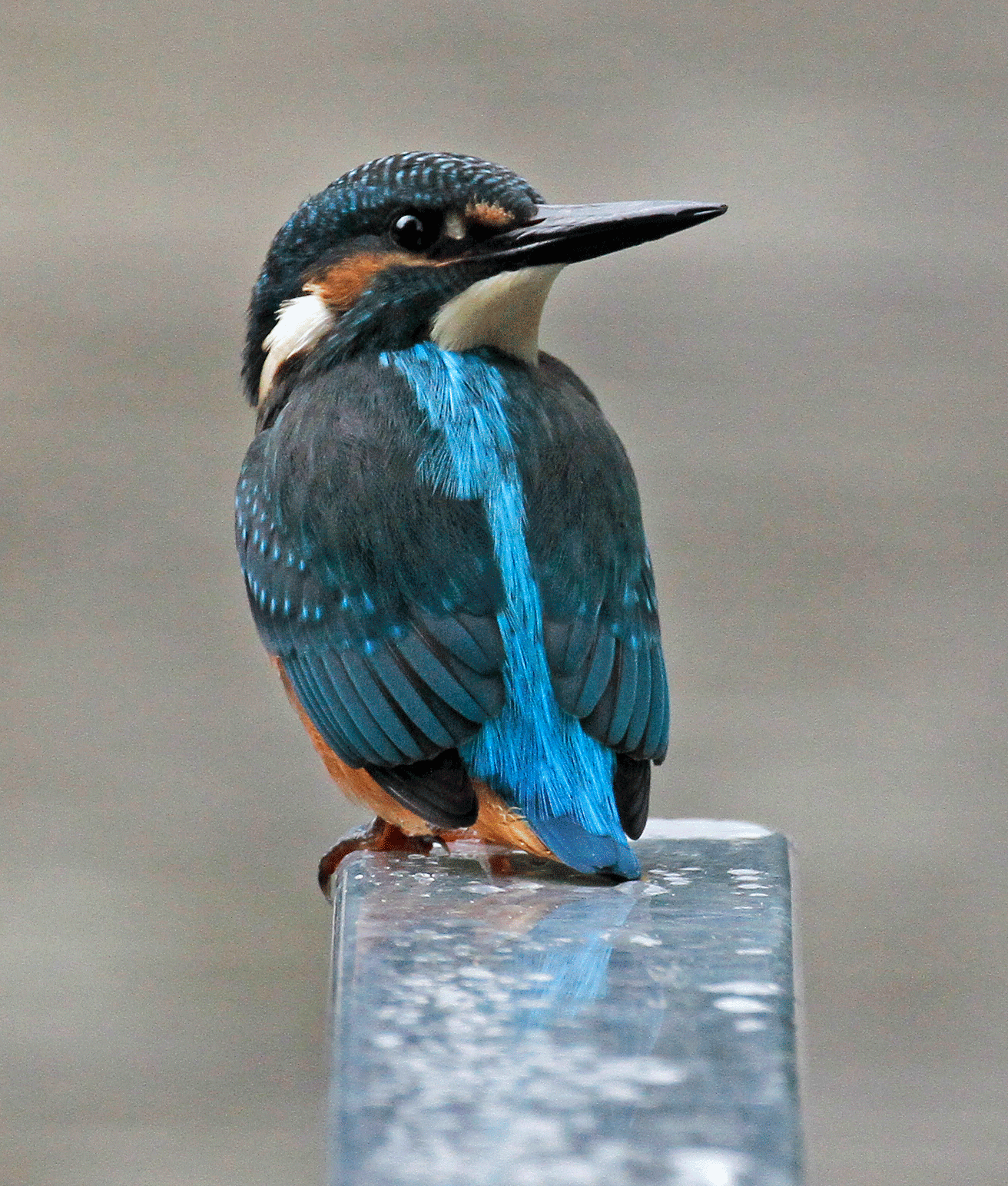 Martín pescador