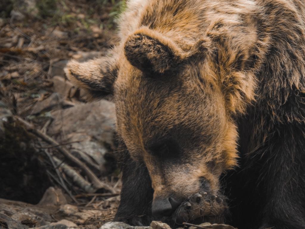 ¿Sabías que… perseguir a un oso desde un coche está penado por ley?