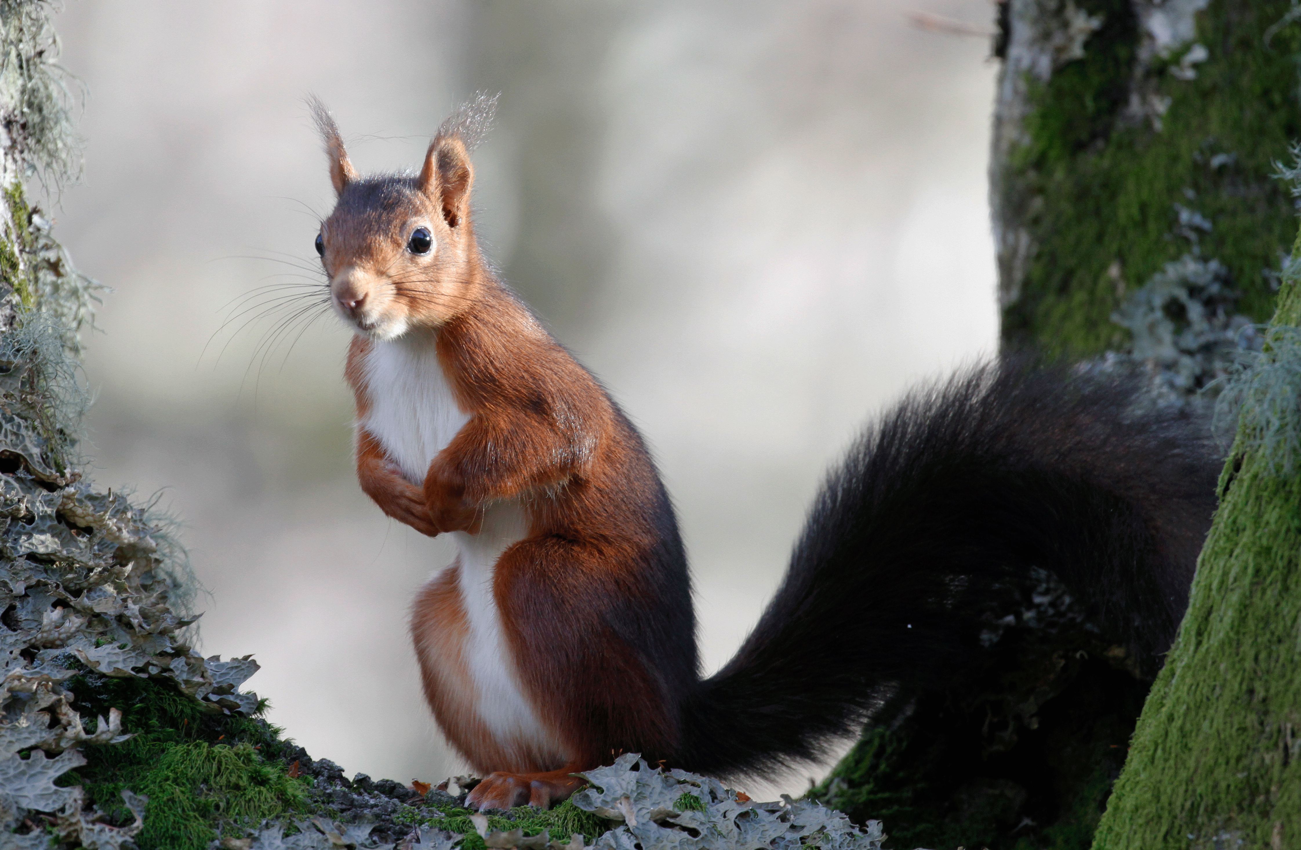 La ardilla común o ardilla roja europea.