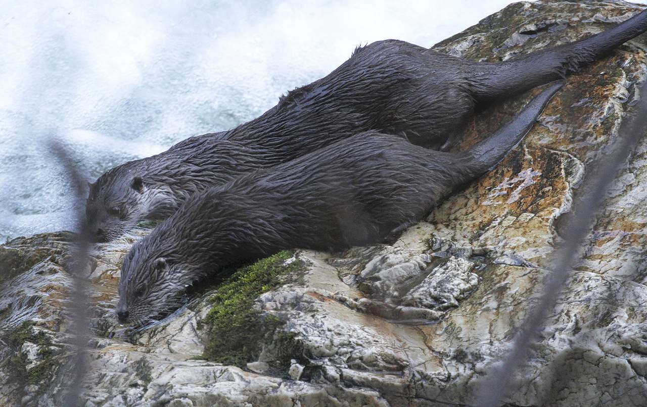 Nutria europea, grupo familiar.