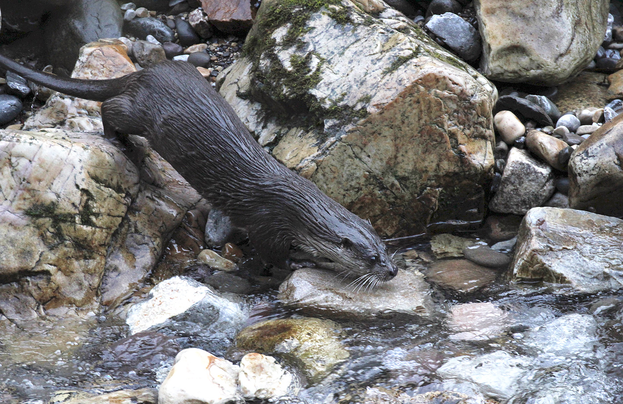 Nutria europea, grupo familiar.