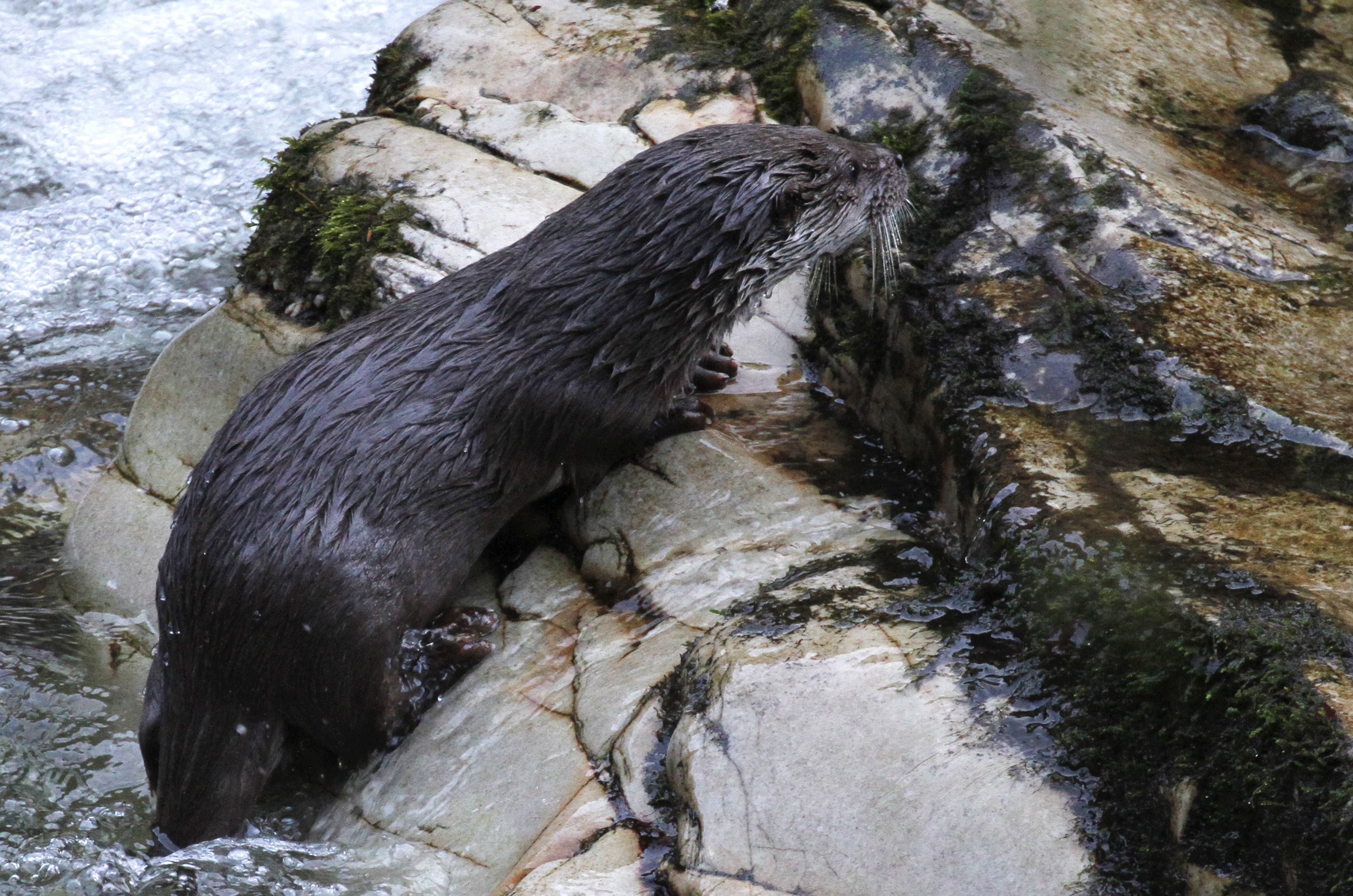 Nutria europea, grupo familiar.