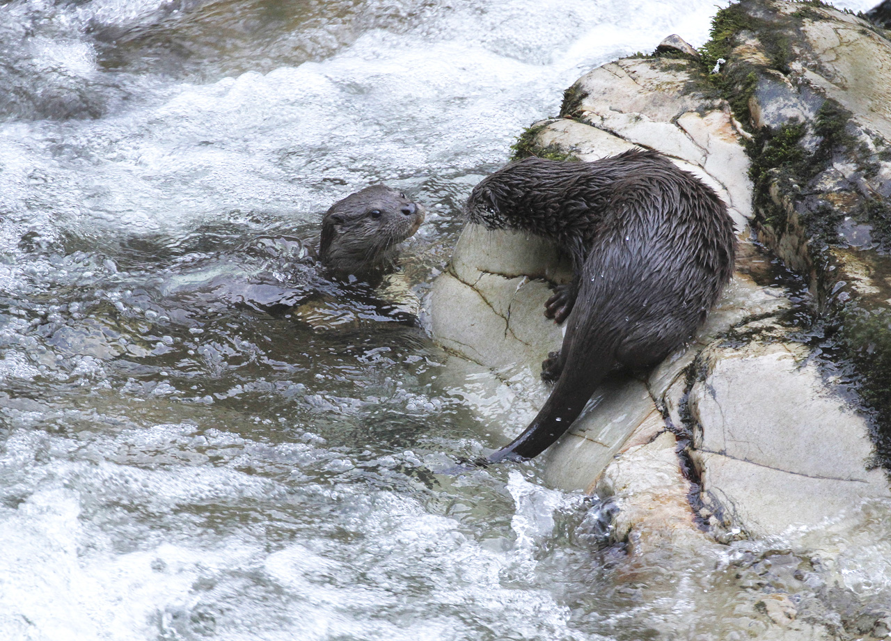 Nutria europea, grupo familiar.