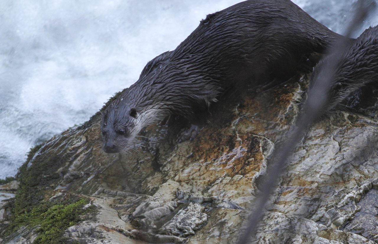 Nutria europea, grupo familiar.