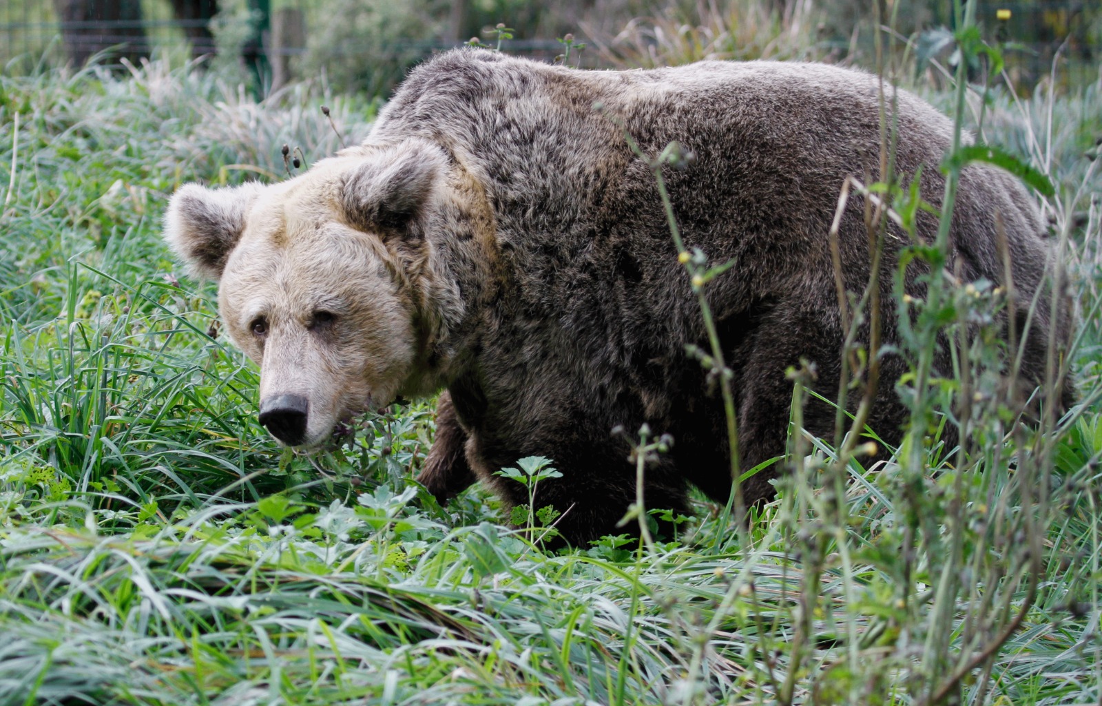 La FOA promueve una red europea de cooperación para la rehabilitación de osos pardos 