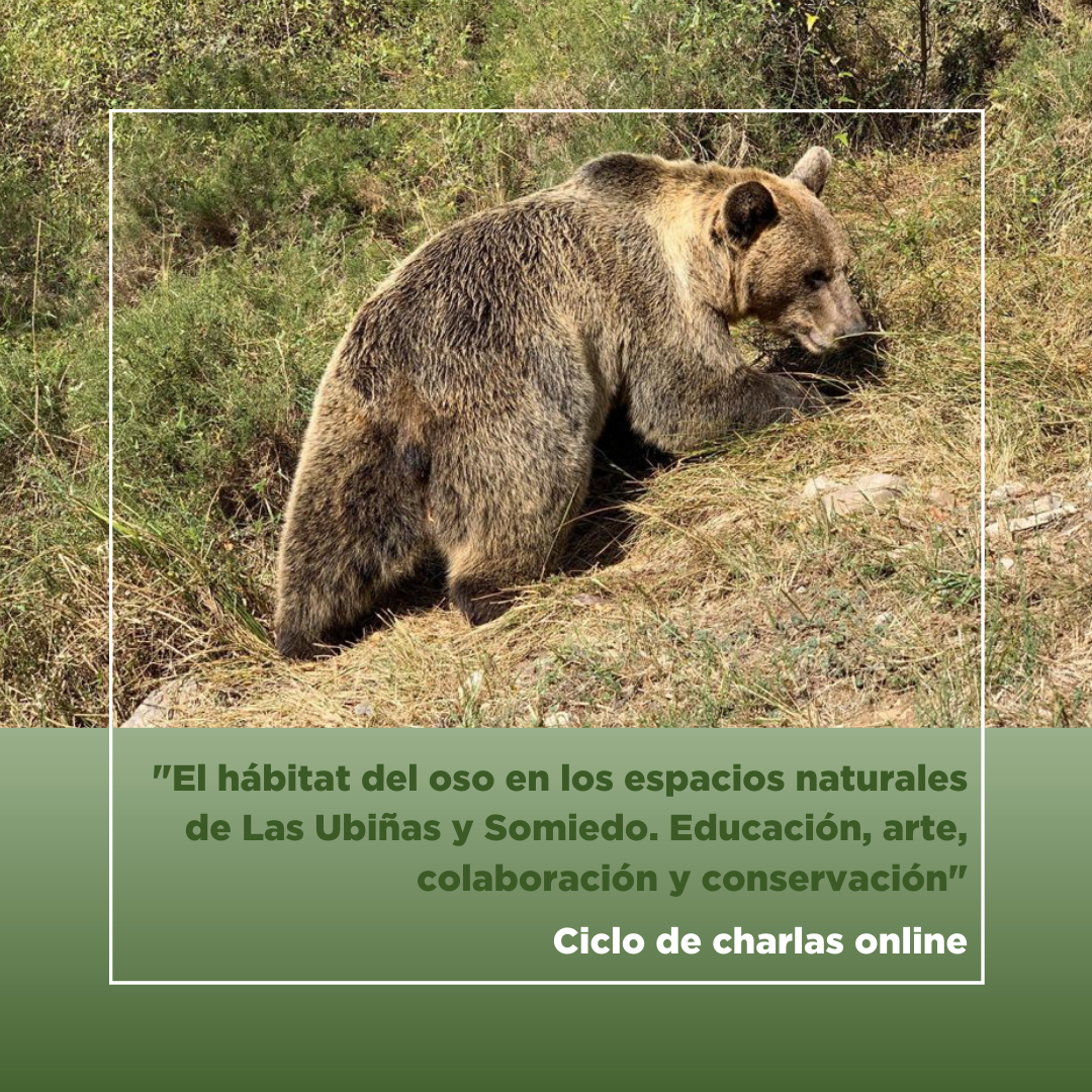 Ciclo de ocho charlas online sobre el hábitat del oso en los espacios naturales de Las Ubiñas y Somiedo