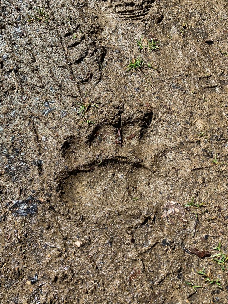 ¿Sabías que… los osos son plantígrados igual que los humanos?