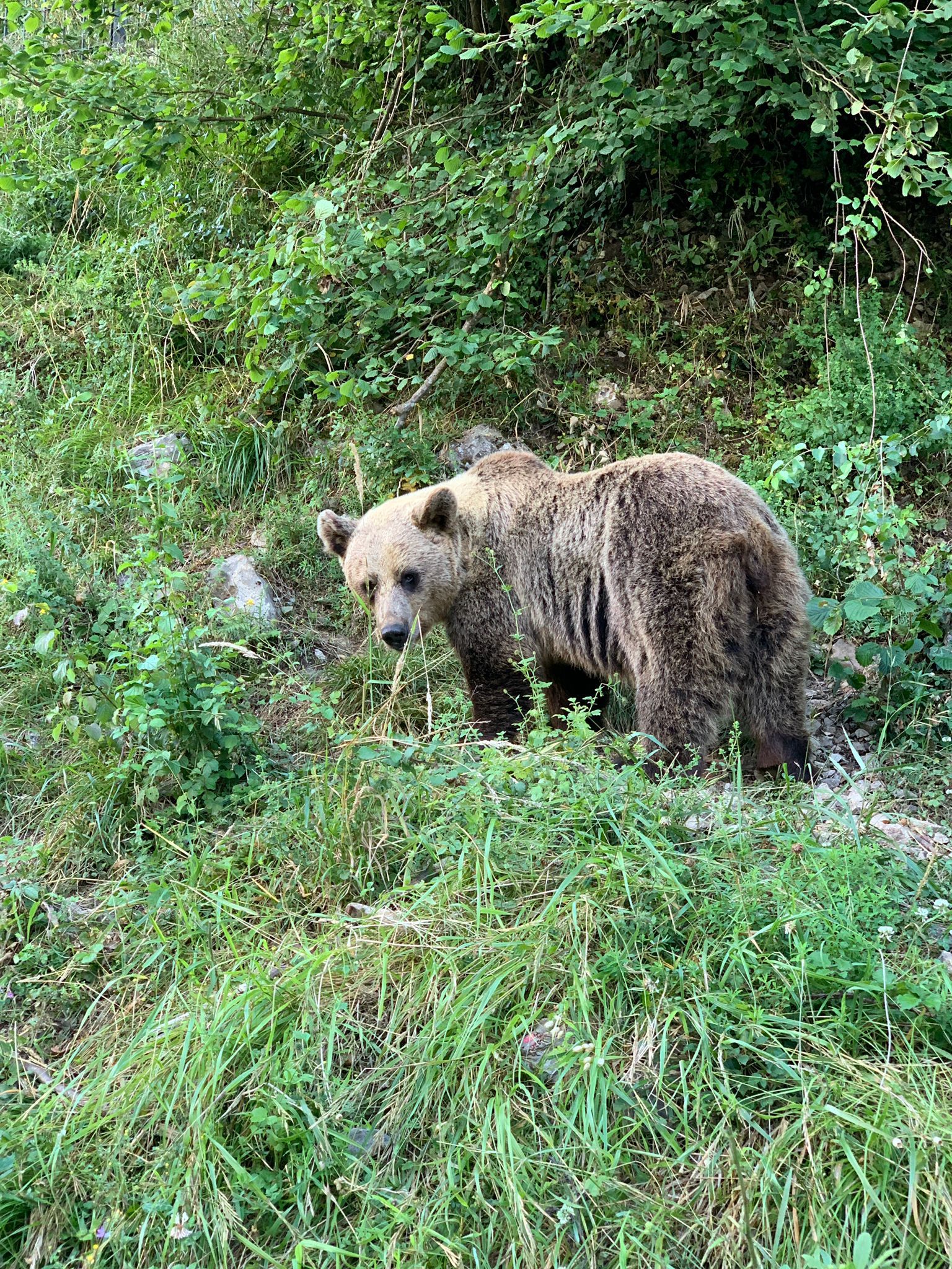 Para qué sirve un oso