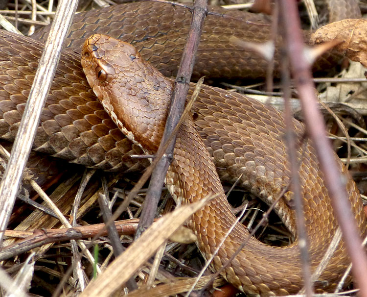 La Víbora Cantábrica o Víbora de Seoane (Vipera seoanei)