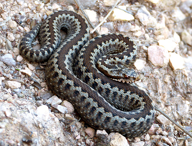 La Víbora Cantábrica o Víbora de Seoane (Vipera seoanei)