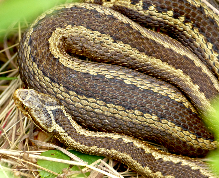 La Víbora Cantábrica o Víbora de Seoane (Vipera seoanei)