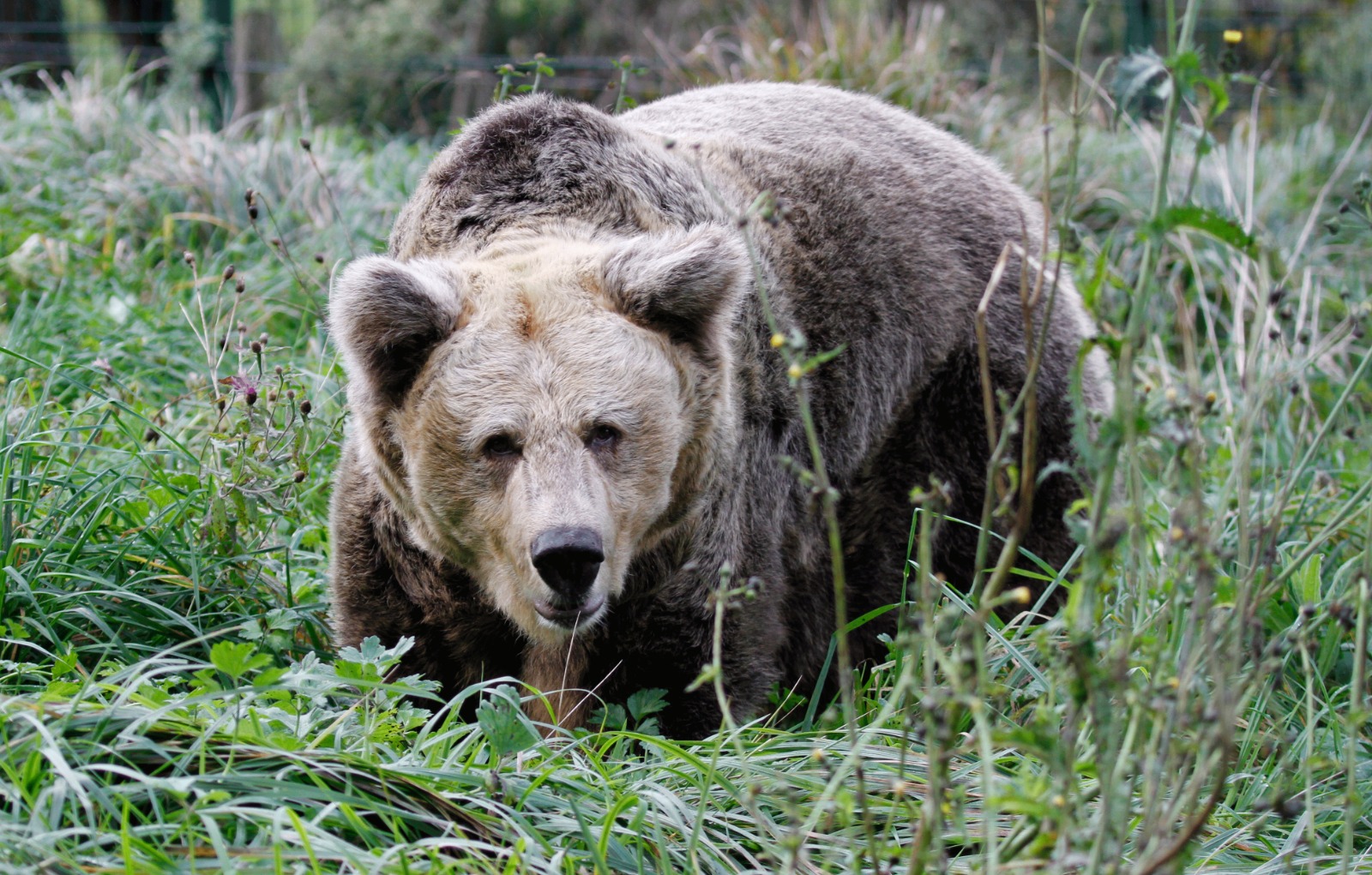 La Fundación Oso de Asturias inicia un estudio sobre el comportamiento de los osos jóvenes rehabilitados en Europa