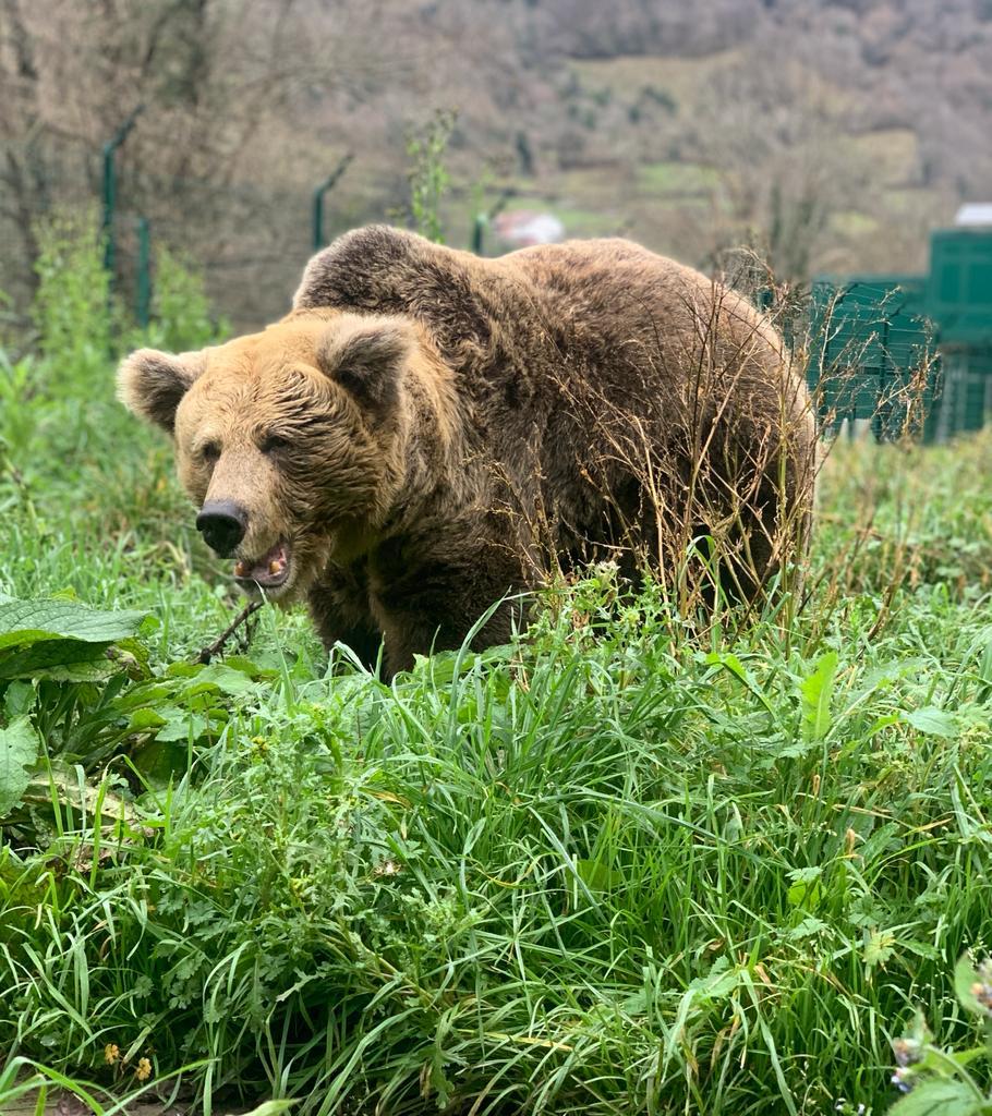 La Cordillera Cantábrica alberga 370 ejemplares de oso pardo