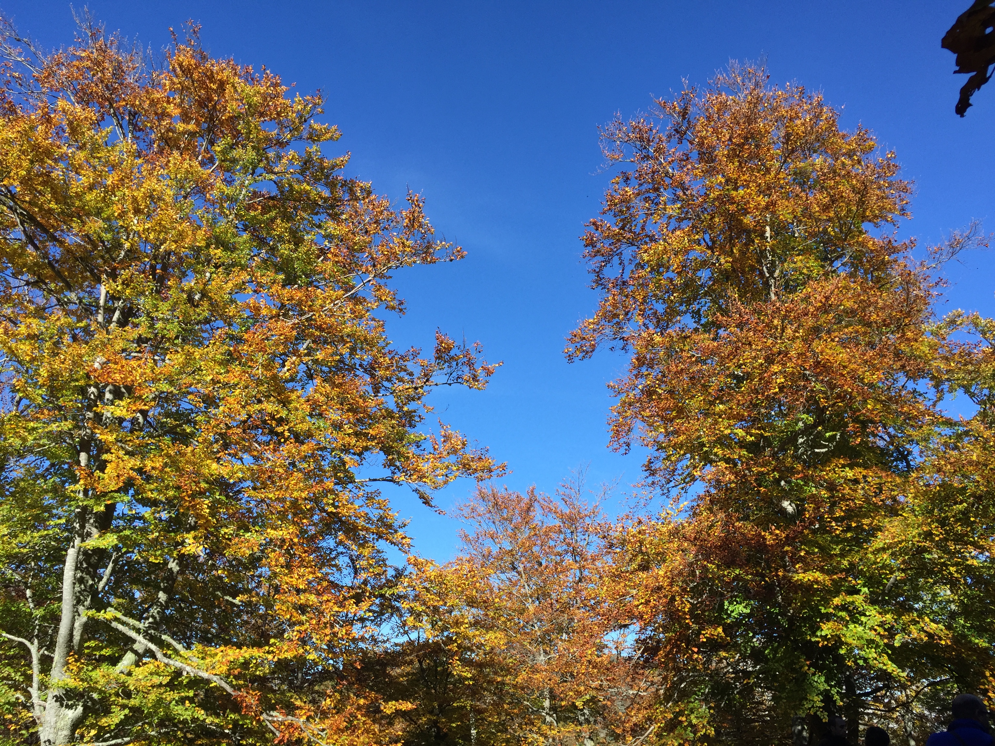 El Otoño con la Fundación Oso de Asturias