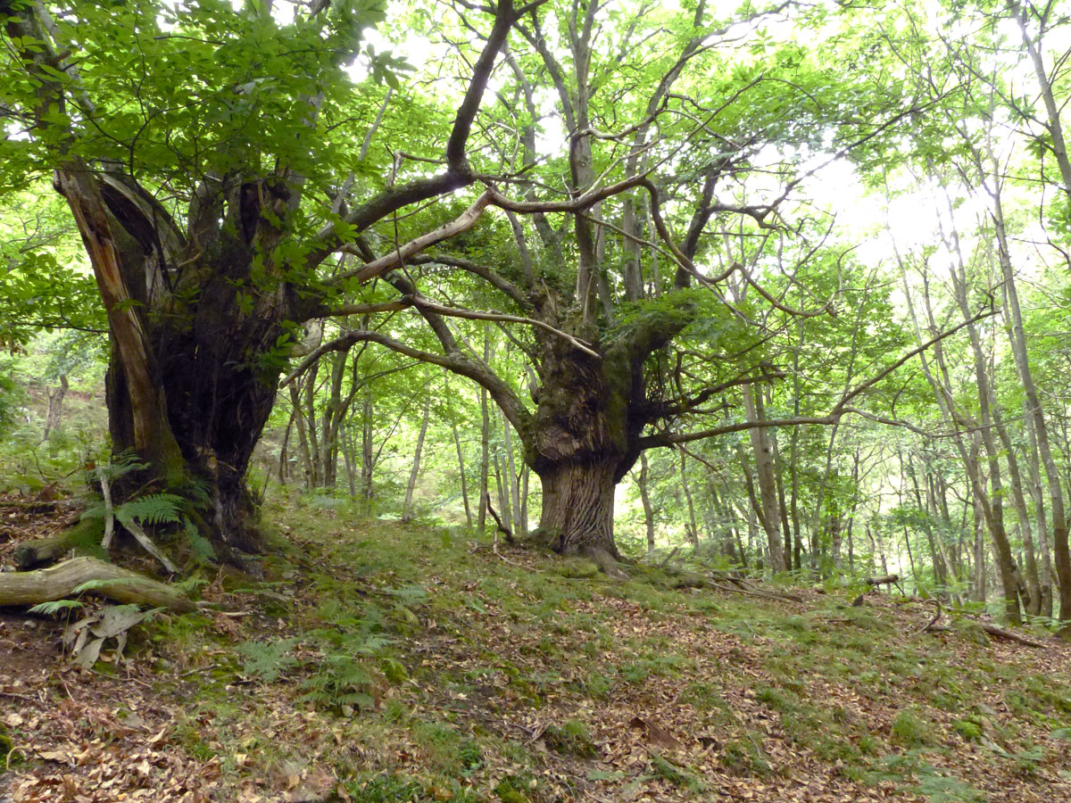 Celebra con nosotros el Día Internacional de los Bosques 2016